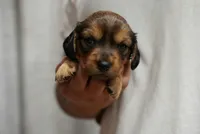 Reeses, a female Dachshund for sale in Fontana, CA – 4 of 5