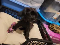 Shadow, a male Yorkshire Terrier and Poodle - Miniature  for sale in Kansas City, MO – 4 of 4