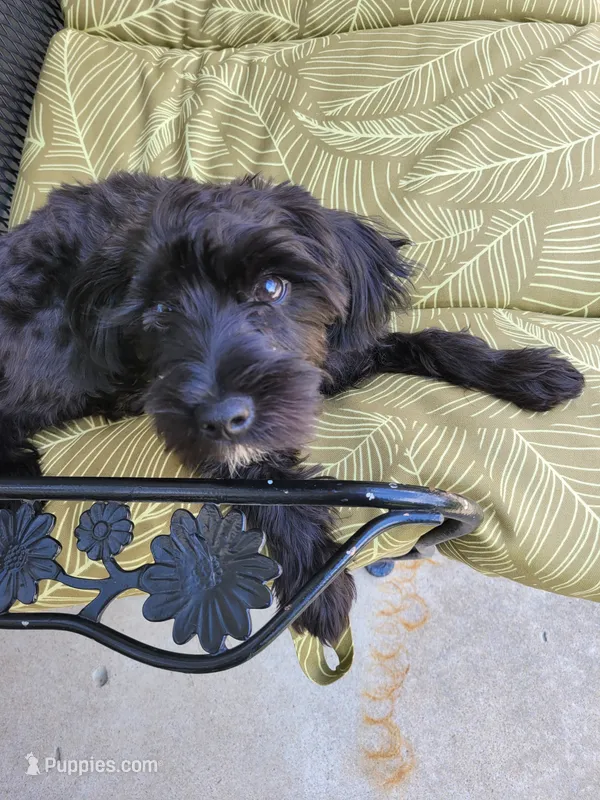 Shadow – Yorkshire Terrier, Poodle - Miniature  puppy for sale in Kansas City, MO