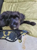 Shadow, a male Yorkshire Terrier and Poodle - Miniature  for sale in Kansas City, MO – 1 of 4