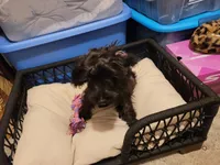 Shadow, a male Yorkshire Terrier and Poodle - Miniature  for sale in Kansas City, MO – 3 of 4