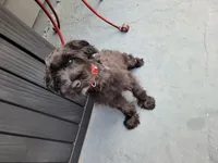 Shadow, a male Yorkshire Terrier and Poodle - Miniature  for sale in Kansas City, MO – 2 of 4