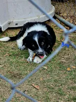 Little Man, a male Border Collie for sale in Bakersfield, CA – 10 of 10