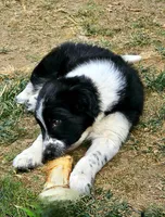 Little Man, a male Border Collie for sale in Bakersfield, CA – 2 of 10