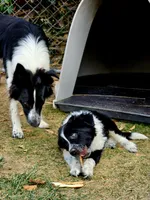 Little Man, a male Border Collie for sale in Bakersfield, CA – 9 of 10