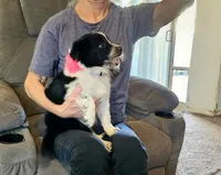 Little Mama, a female Border Collie for sale in Bakersfield, CA – 3 of 10