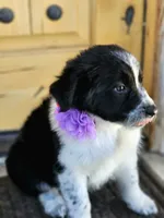 Little Mama, a female Border Collie for sale in Bakersfield, CA – 5 of 10