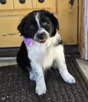 Little Mama, a female Border Collie for sale in Bakersfield, CA – 7 of 10