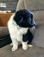Little Man, a male Border Collie for sale in Bakersfield, CA – 4 of 10