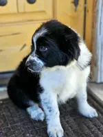 Little Mama, a female Border Collie for sale in Bakersfield, CA – 8 of 10
