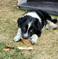 Little Man, a male Border Collie for sale in Bakersfield, CA – 8 of 10