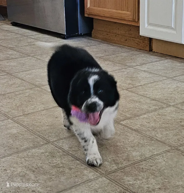 Little Mama – Border Collie puppy for sale in Bakersfield, CA