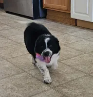 Little Mama, a female Border Collie for sale in Bakersfield, CA – 1 of 10