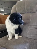 Little Man, a male Border Collie for sale in Bakersfield, CA – 3 of 10