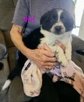 Little Mama, a female Border Collie for sale in Bakersfield, CA – 10 of 10