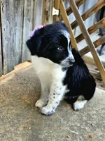 Little Mama, a female Border Collie for sale in Bakersfield, CA – 9 of 10