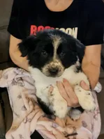 Little Mama, a female Border Collie for sale in Bakersfield, CA – 4 of 10