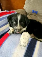 Little Man, a male Border Collie for sale in Bakersfield, CA – 5 of 10