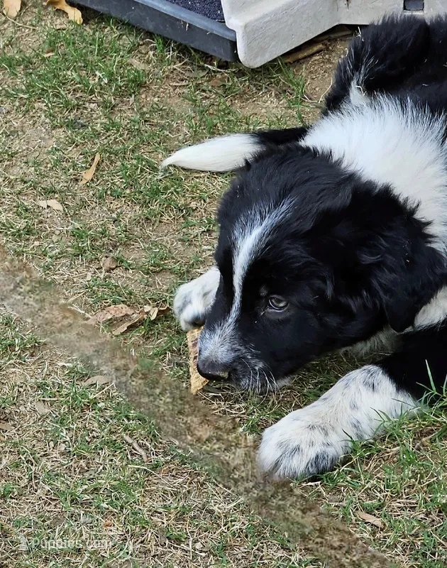 Little Man – Border Collie puppy for sale in Bakersfield, CA