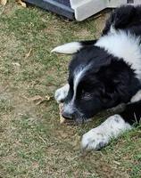 Little Man, a male Border Collie for sale in Bakersfield, CA – 1 of 10