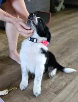 Little Mama, a female Border Collie for sale in Bakersfield, CA – 2 of 10