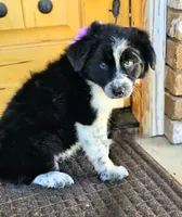 Little Mama, a female Border Collie for sale in Bakersfield, CA – 6 of 10