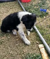 Little Man, a male Border Collie for sale in Bakersfield, CA – 6 of 10