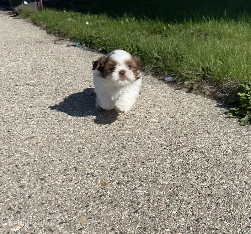 Matilda  – Lhasa Apso, Shih Tzu puppy for sale in Kenosha, WI