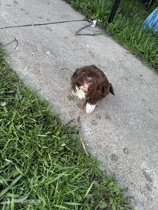 Chippy  – Lhasa Apso, Shih Tzu puppy on hold in Kenosha, WI