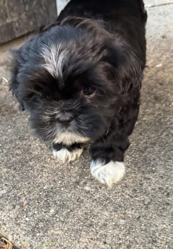 Mama – Lhasa Apso, Shih Tzu puppy for sale in Kenosha, WI