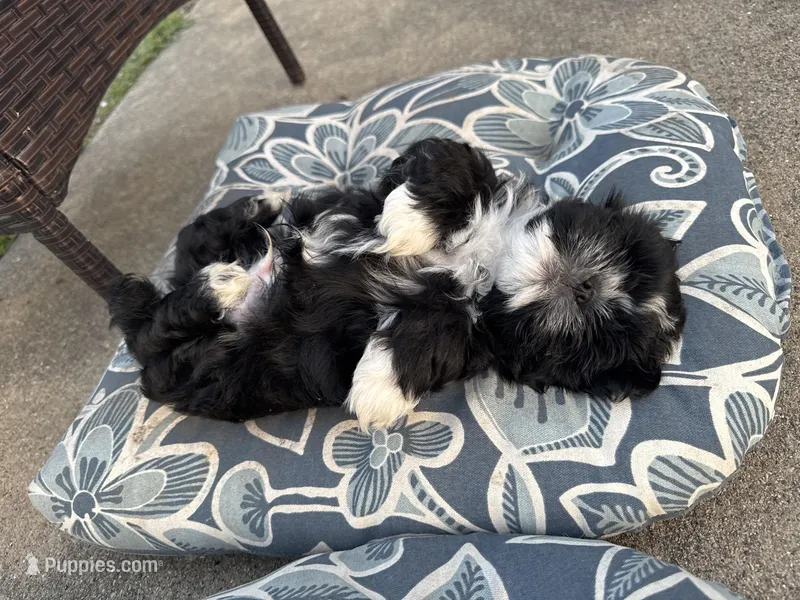 Midnight – Lhasa Apso, Shih Tzu puppy for sale in Kenosha, WI