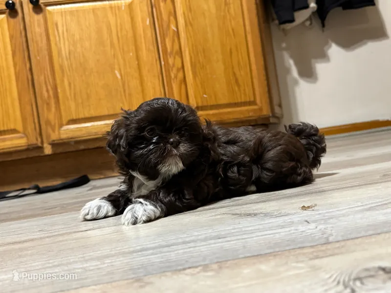 Brownie  – Lhasa Apso, Shih Tzu puppy for sale in Kenosha, WI