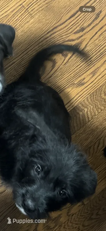 rocky – Labradoodle puppy for sale in Louisville, KY