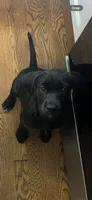 rocky, a female Labradoodle for sale in Louisville, KY – 2 of 2