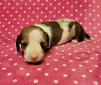 Daisy Mae , a female Miniature Dachshund for sale in Keatchie, LA – 9 of 10