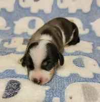 Pedro, a male Miniature Dachshund for sale in Keatchie, LA – 7 of 10