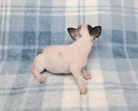 Toby Blue, a male Chihuahua for sale in Keatchie, LA – 4 of 10