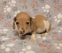 Mickey, a male Miniature Dachshund for sale in Keatchie, LA – 7 of 10