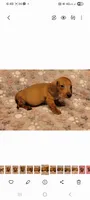 Droopy , a male Miniature Dachshund for sale in Keatchie, LA – 4 of 10