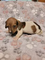 Harley , a male Miniature Dachshund for sale in Keatchie, LA – 9 of 10