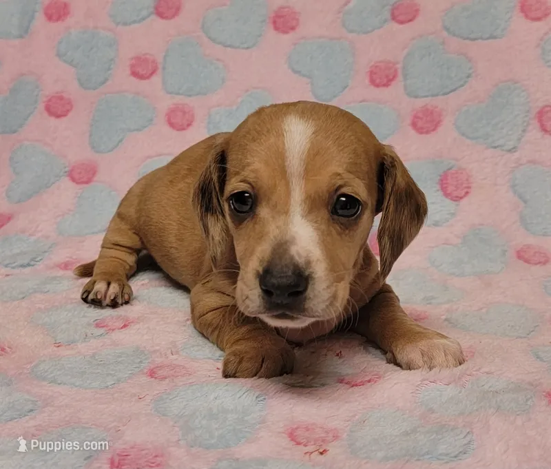 Goldie – Miniature Dachshund puppy for sale in Keatchie, LA