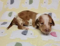 Baby KayKay , a female Miniature Dachshund for sale in Keatchie, LA – 9 of 10