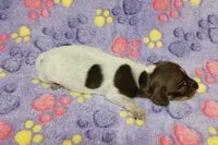 Maddie , a female Miniature Dachshund for sale in Keatchie, LA – 3 of 10