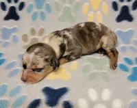 Hershey , a male Miniature Dachshund for sale in Keatchie, LA – 2 of 10