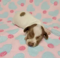Addie, a female Miniature Dachshund for sale in Keatchie, LA – 8 of 10