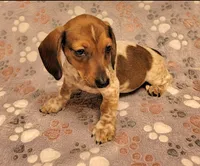 Bo Jangles , a male Miniature Dachshund for sale in Keatchie, LA – 3 of 9