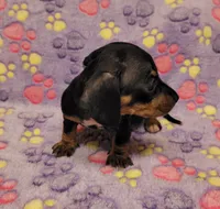 Lucy, a female Miniature Dachshund for sale in Keatchie, LA – 6 of 10