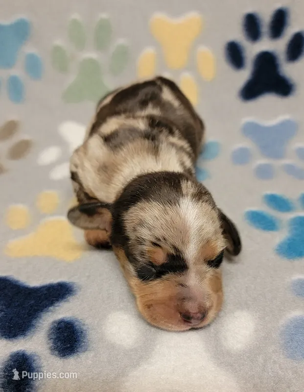 Hershey  – Miniature Dachshund puppy for sale in Keatchie, LA