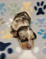 Hershey , a male Miniature Dachshund for sale in Keatchie, LA – 1 of 10