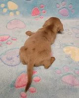 Baby Milo, a male Miniature Dachshund for sale in Keatchie, LA – 9 of 10